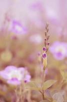 primo piano di bellissimi fiori che sbocciano in giardino, concetto sognante foto