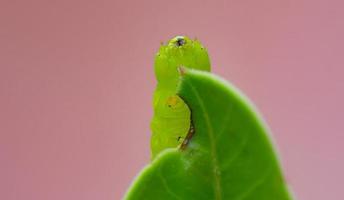il bruco o la larva sta per mangiare le foglie. i bruchi mangiano le foglie di adenium. durante la stagione delle piogge. foto