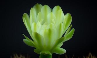 i fiori stanno sbocciando. cactus, fiore di gymnocalycium bianco e verde tenue, che sboccia in cima a una pianta appuntita lunga e arcuata che circonda uno sfondo nero, che brilla dall'alto. foto