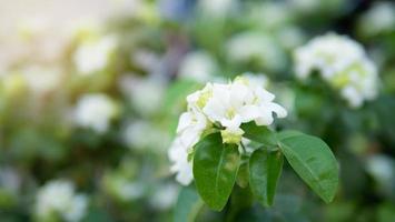 murraya paniculata o nome orang jessamine, bosso cinese, satinwood andaman, cespuglio di bosso cinese. foto