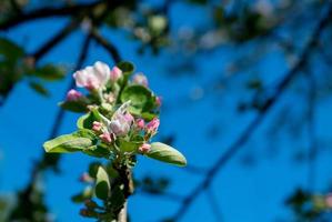 fiori che sbocciano in primavera. foto