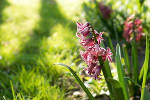 fiori che sbocciano in primavera. foto