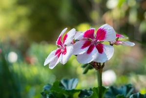 fiori che sbocciano in primavera. foto