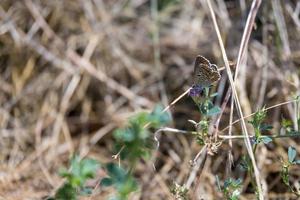 farfalla blu comune che si nutre di una pianta in italia foto