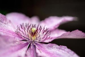 primo piano di una clematide rosa che fiorisce sotto il sole estivo foto