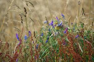 martello giallo seduto tra i fiori di campo foto