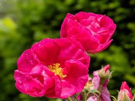 gocce di pioggia su una rosa canina ornamentale coltivata che fiorisce in estate foto