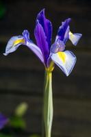 iris fiore che sboccia in primavera in un giardino inglese foto