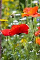 papaveri che fioriscono in una striscia di fiori di campo a East grinstead foto