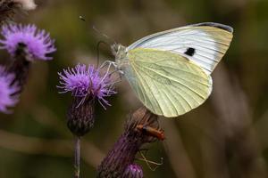 grande farfalla bianca che si nutre di un fiore di cardo foto