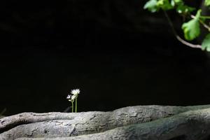 aglio orsino o aglio selvatico che fiorisce in primavera vicino a grinstead orientale foto