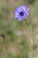 fiordaliso blu che cresce vicino al lungomare di Eastbourne foto