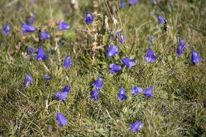 fiori blu di harebell che sbocciano nelle dolomiti foto