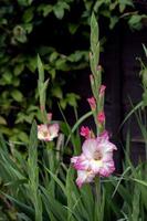 gladiolo ibrido rosa e bianco che fiorisce in un giardino inglese foto