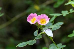 rosa canina rosa selvatica che fiorisce in primavera foto