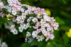 fiori di biancospino che prendono vita nel caldo sole primaverile foto