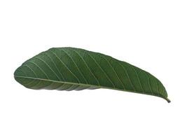 foglia di psidium guajava o foglie di guava isolate su sfondo bianco foto