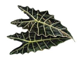 foglie di anthurium cristallinum o foglie di alocasia isolate su sfondo bianco foto
