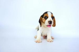 adorabile beagle tricolore su schermo bianco. i beagle sono usati in una serie di procedure di ricerca. l'aspetto generale del beagle ricorda un foxhound in miniatura. i beagle hanno un naso eccellente. foto