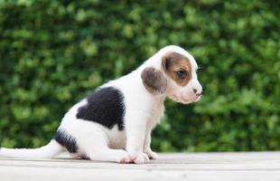 simpatico cucciolo di beagle di un mese seduto sul pavimento di legno e in attesa. l'immagine ha spazio per la copia per pubblicità o testo. i beagle hanno un naso eccellente. foto