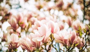 sfondo primaverile. fiori bianchi di narciso che sbocciano in primavera, su sfondo scuro foto