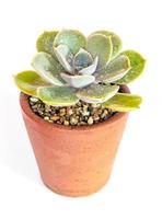 pianta succulenta primo piano pianta di echeveria nel vaso di terracotta foto