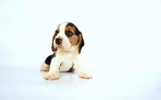 adorabile beagle tricolore su schermo bianco. i beagle sono usati in una serie di procedure di ricerca. l'aspetto generale del beagle ricorda un foxhound in miniatura. i beagle hanno un naso eccellente. foto