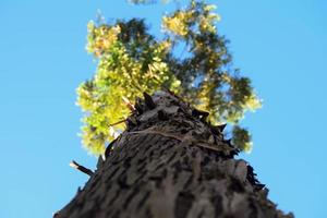 grande albero e cielo blu foto