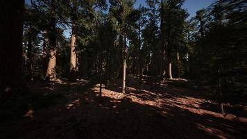 alberi di sequoie giganti o sequoie sierran che crescono nella foresta foto