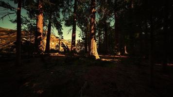 albero di sequoia nel parco nazionale di Yosemite foto