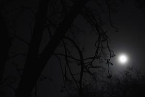 chiaro di luna di notte e rami di alberi spaventosi foto