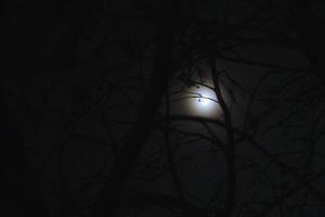 chiaro di luna di notte e rami di alberi spaventosi foto