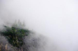 foresta colorata con nebbia bianca foto