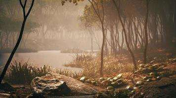 paesaggio nebbioso del lago e vivaci colori autunnali sugli alberi all'alba foto