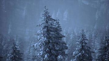 foresta di abeti in una giornata nebbiosa foto