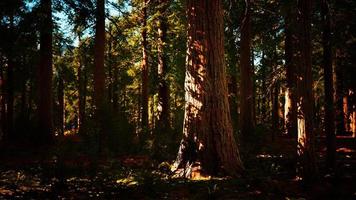 albero di sequoia nel parco nazionale di Yosemite foto