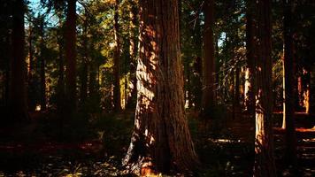 alberi di sequoie giganti o sequoie sierran che crescono nella foresta foto