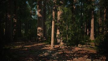 alberi di sequoie giganti o sequoie sierran che crescono nella foresta foto