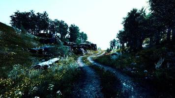 strada di campagna in una foresta di latifoglie in una mattinata nebbiosa foto