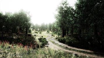 strada di campagna in una foresta di latifoglie in una mattinata nebbiosa foto