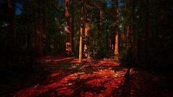 alberi di sequoie giganti o sequoie sierran che crescono nella foresta foto