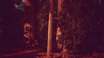 alberi di sequoie giganti o sequoie sierran che crescono nella foresta foto