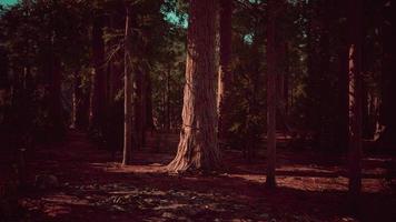 albero di sequoia nel parco nazionale di Yosemite foto