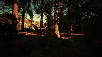 alberi di sequoie giganti o sequoie sierran che crescono nella foresta foto