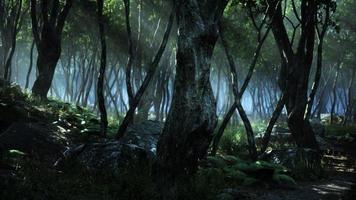 foresta profonda di magia mistica raccapricciante foto