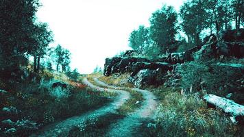 strada di campagna in una foresta di latifoglie in una mattinata nebbiosa foto