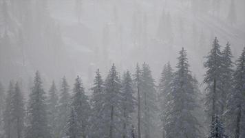 foresta di abeti in una giornata nebbiosa foto