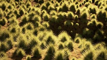 deserto pietroso nell'entroterra australiano foto