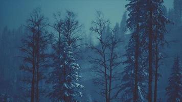 foresta invernale mattutina nelle montagne dei Carpazi foto