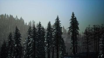 foresta di abeti in una giornata nebbiosa foto